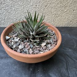 Zebra Succulent Plant