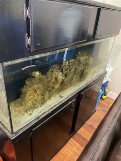 100-gal fish tank
