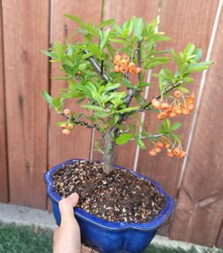 bonsai Pyracantha Firethorn 