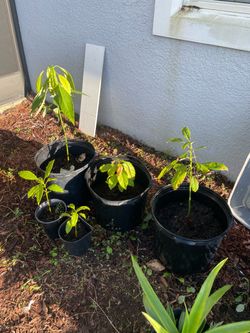 Avocado plants $20