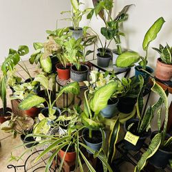 Plants For Sale 10 Each 