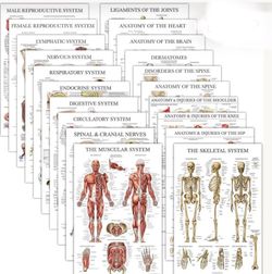 20 Pack - Anatomical Posters  🩺⚕️