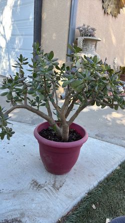 JADE SUCCULENT