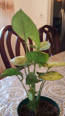 Delray Plants Arrowhead Vine (Nephthytis) in Pot 10$ Each