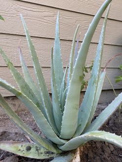 Aloe Vera Plant