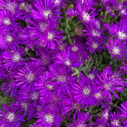75 cuttings of Creeping Ice Plant Purple Ground Cover RARE Cactus Succulent