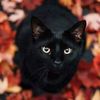 Kiki