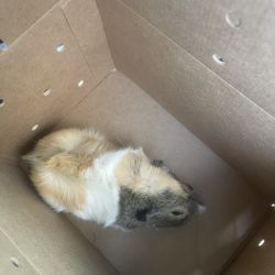 Guinea Pig for sale