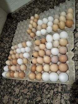 Chicken Eggs