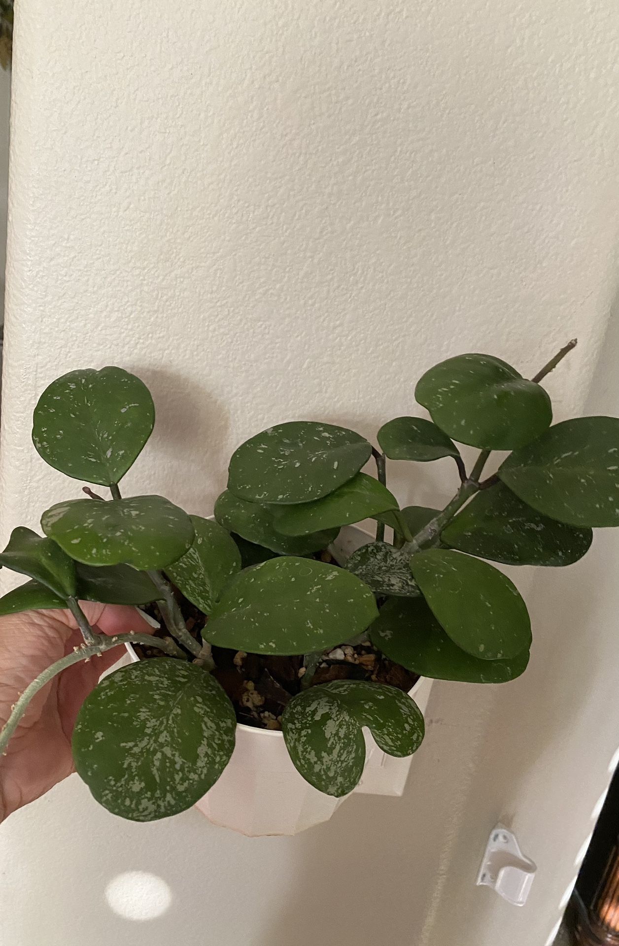 Hoya Obovata Splash
