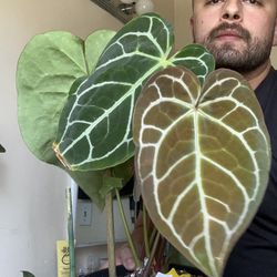 Mature Anthurium Crystalinum 