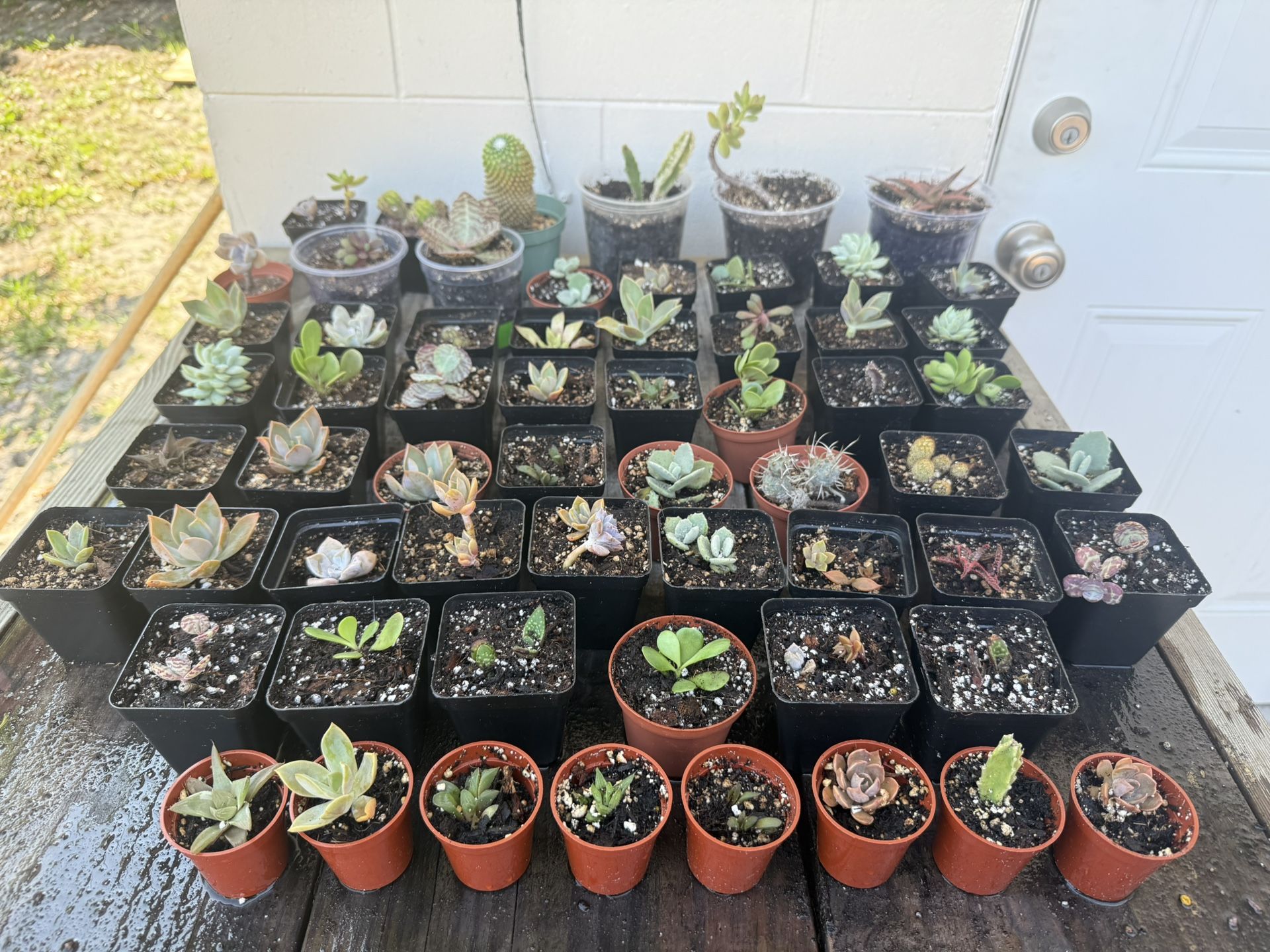 Various Succulents