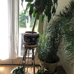 Corn Flower,flower Pot And Stand 