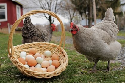 Fresh Organic Eggs