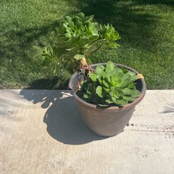 Small Plant