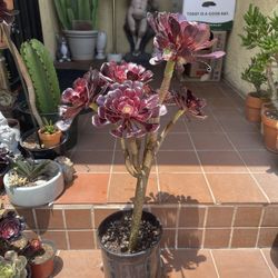 Black Rose Succulent Plant