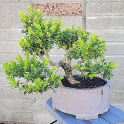Boxwood Bonsai Tree ,beautiful plant.