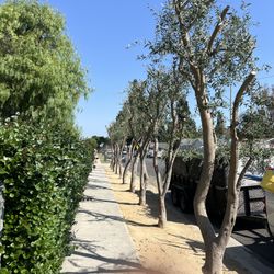 Podamos Árboles Y Palmas