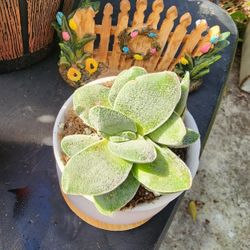 PLANT SALE 
IN  SAN LORENZO  SKYLINE SUCCULENTS 