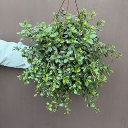 6” codonanthus tambourine 