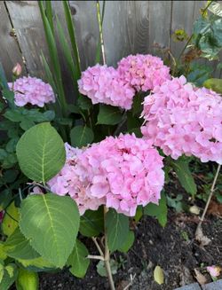 hydrangea