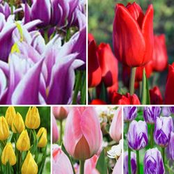 Mix Tulips perennial plants$5-$6 Each pot