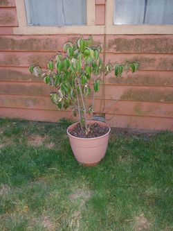 Tree - White caucusa dogwood