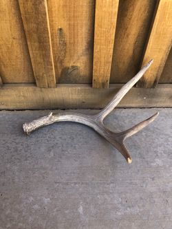 White-tailed Deer Antler