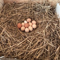 ORGANIC FRESH FARM EGGS