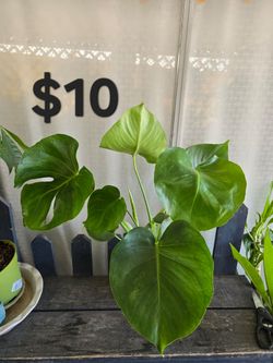 Monstera
