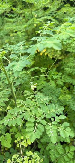 2-Foot Moringa Plant | Malunggay | Miracle Tree | Drumstick Tree | San Antonio TX