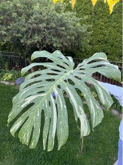 Monstera Thai Constellation Large form cutting