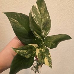 Albo Pothos Plant Cuttings