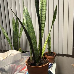 Snake Plant 