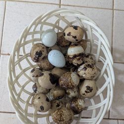 5$ For Fresh Dozen Quail Eggs