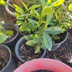 Plantas De Limon En Nopal 