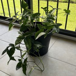 Syngonium Podophyllum 16”W