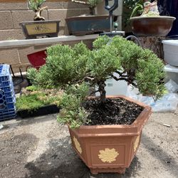 Bonsai Juniper Cement Pot 
