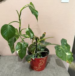 Philodendron White Princess