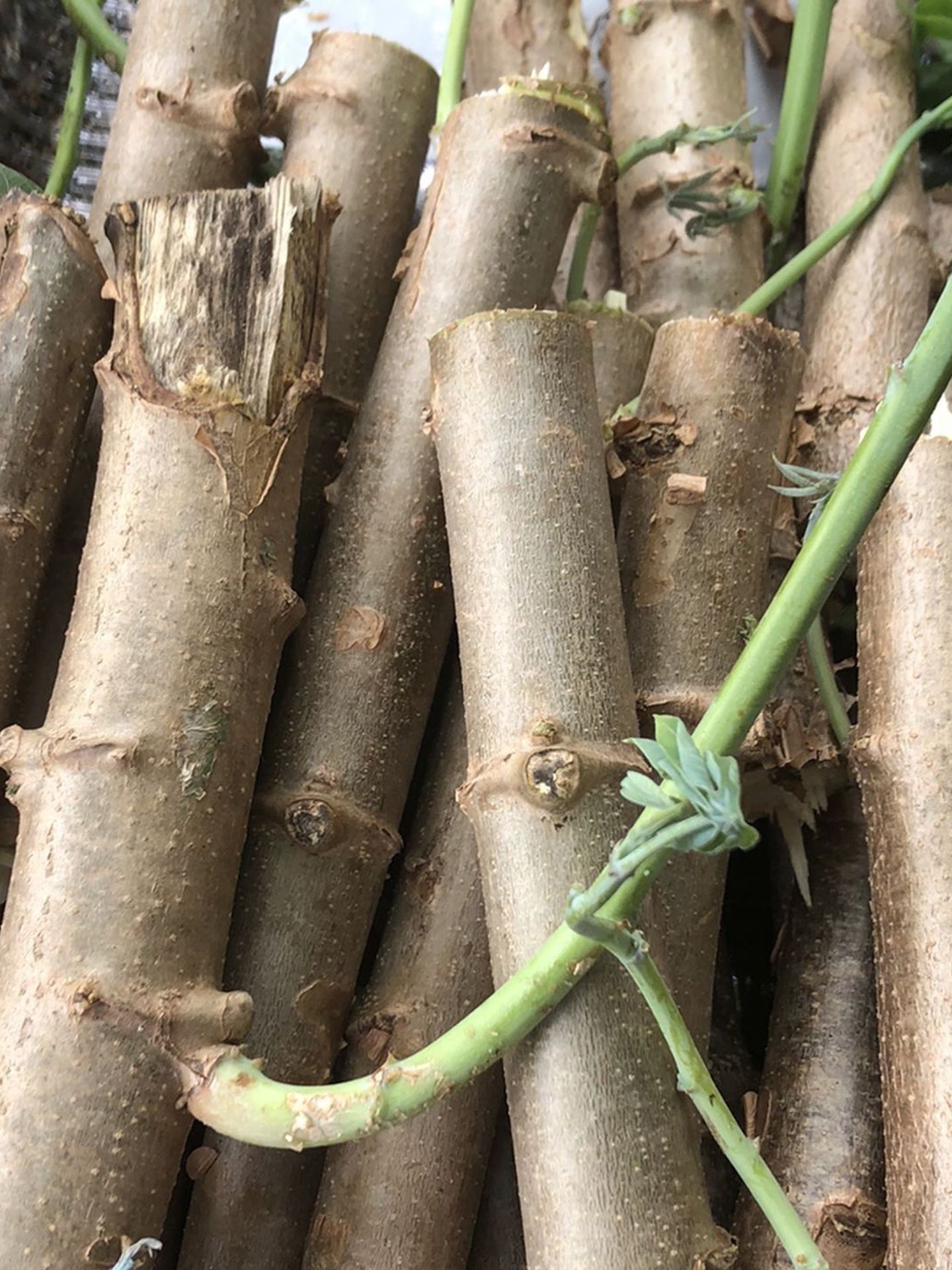 Cassava Plant