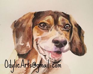 Pet Portraits