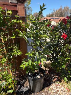 Asian White Guava Tree in a 15 gallon pot with big trunk
