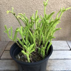 Succulent Plant In 4â Pot