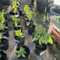 Plants.  Mango.  Lemon.  Avocado.   $15 Each!!!