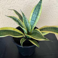 Snake Plant 🪴