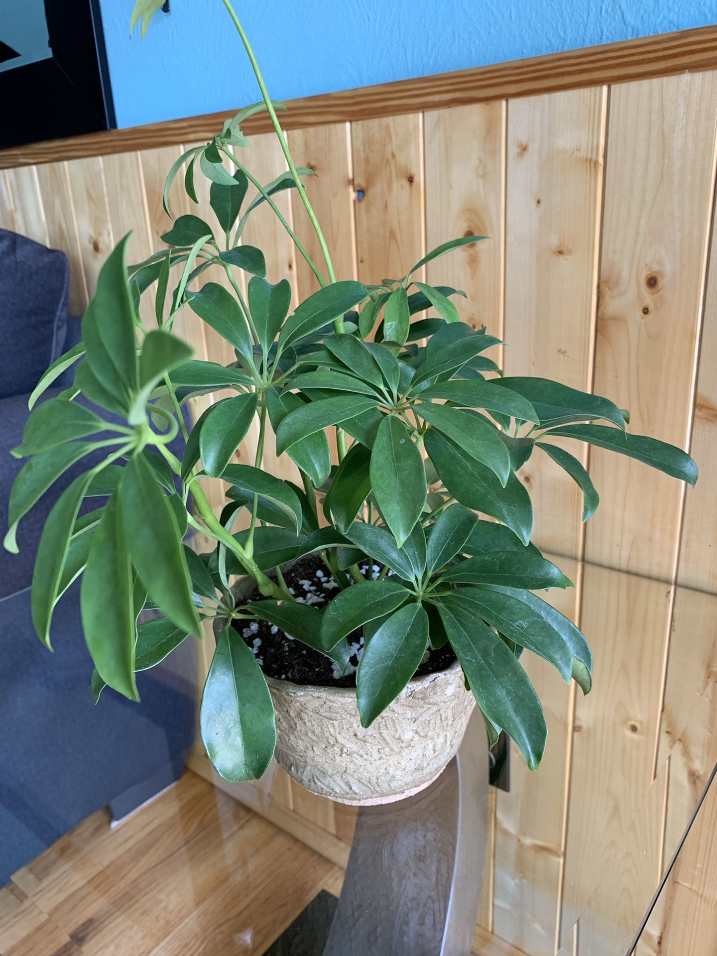 Beautiful Umbrella Tree Plant “Schefflera”