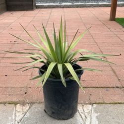 Soft leaf Yucca Plant