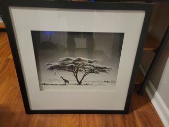 Animal Photographs