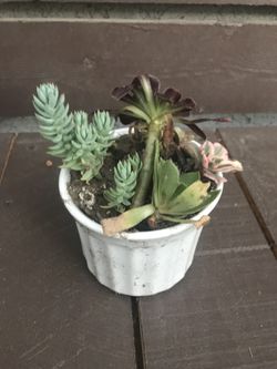 White Ceramic Pot with 5 Desert Plants