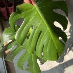 Monstera 